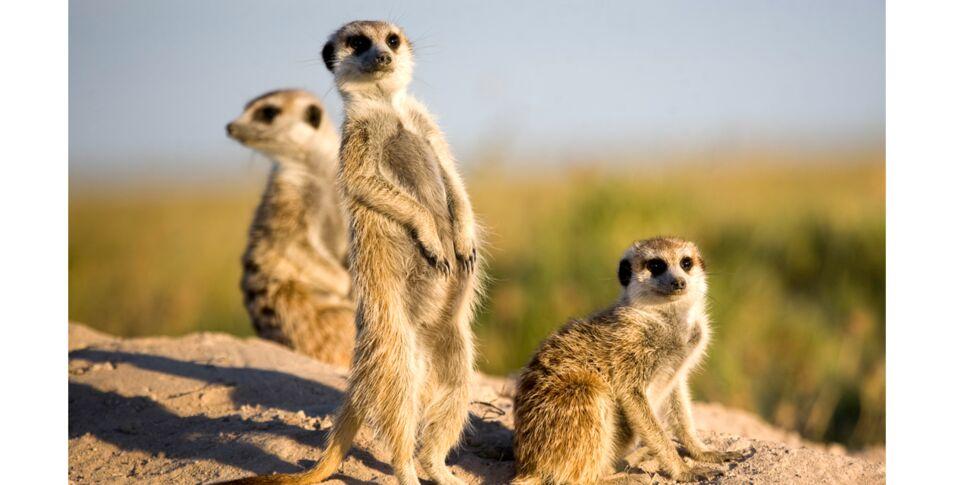 Tout savoir sur le suricate 2